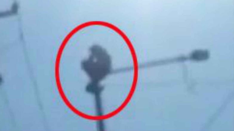 Drunken Man: క్వార్టర్ మందు ఇస్తే దిగుతా, వీధి స్తంభం ఎక్కి హల్ చల్ చేసిన మందుబాబు, అవాక్కయిన పోలీసులు, స్థానికులు, మందు బాటిల్ చూపించిన తరువాత దిగిన వైనం, సికింద్రాబాద్‌లో ఘటన