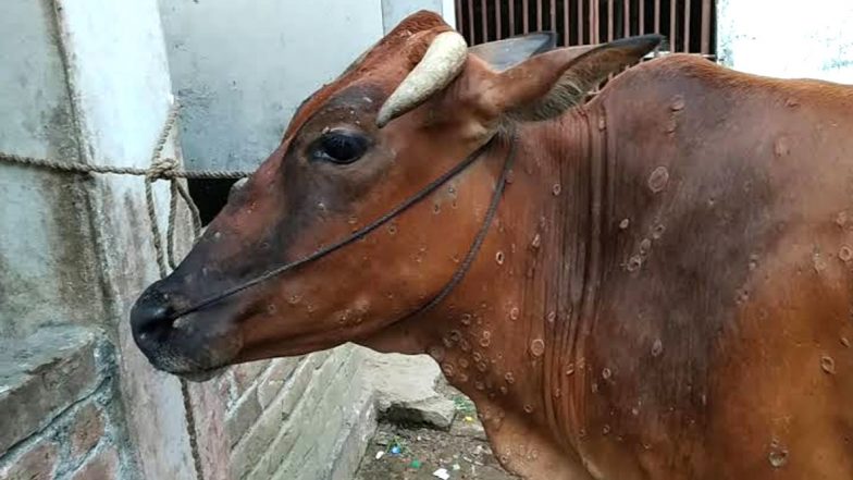 Hersis Virus: డేంజర్ జోన్లో కోనసీమ, కరోనాను తలదన్నేమరో కొత్త వైరస్, ఇకపై చికెన్ తింటే హరీ, మూగజీవాలను అటాక్ చేస్తున్న హెర్సిస్ వైరస్, కలవరపెడుతున్న లంపి స్కిన్ వ్యాధి Hersis Virus: డేంజర్ జోన్లో కోనసీమ, కరోనాను తలదన్నేమరో కొత్త వైరస్, ఇకపై చికెన్ తింటే హరీ, మూగజీవాలను అటాక్ చేస్తున్న హెర్సిస్ వైరస్, కలవరపెడుతున్న లంపి స్కిన్ వ్యాధి