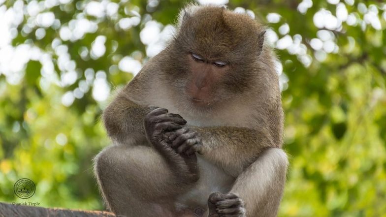 Monkey Fever: ఓరి దేవుడా..మళ్లీ కోతి జ్వరం వచ్చింది, హడలిపోతున్న కర్ణాటక వాసులు, రోజు రొజుకు పెరుగుతున్న కేసుల సంఖ్య, మరణించిన కోతుల ద్వారా వైరస్ వ్యాప్తి, కోతి జ్వరం లక్షణాలు తెలుసుకోండి Monkey Fever: ఓరి దేవుడా..మళ్లీ కోతి జ్వరం వచ్చింది, హడలిపోతున్న కర్ణాటక వాసులు, రోజు రొజుకు పెరుగుతున్న కేసుల సంఖ్య, మరణించిన కోతుల ద్వారా వైరస్ వ్యాప్తి, కోతి జ్వరం లక్షణాలు తెలుసుకోండి