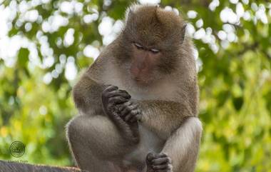 Monkey Fever: ఓరి దేవుడా..మళ్లీ కోతి జ్వరం వచ్చింది, హడలిపోతున్న కర్ణాటక వాసులు, రోజు రొజుకు పెరుగుతున్న కేసుల సంఖ్య, మరణించిన కోతుల ద్వారా వైరస్ వ్యాప్తి, కోతి జ్వరం లక్షణాలు తెలుసుకోండి