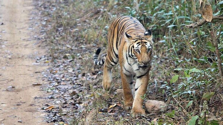 Amrabad tiger reserve: అటవీ ప్రేమికులకు బంపర్ ఆఫర్, నల్లమలలో టైగర్ సఫారీ, ట్రెక్కింగ్ ఏర్పాటు చేసిన ఫారెస్ట్ డిపార్ట్‌మెంట్, రూ. 4,600కే కపుల్స్‌కు ఎంట్రీ