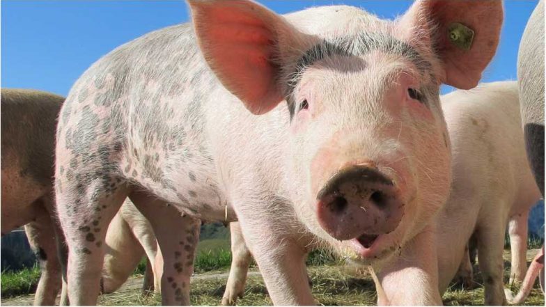 African Swine Flu: కరోనాకు తోడయిన మరో వైరస్, ‘ఆఫ్రికన్ స్వైన్ ఫ్లూ’ ధాటికి 2500 పందులు మృతి, మనుషులకు పెద్దగా ప్రమాదం లేదంటున్న ఎన్ఐహెచ్ఎస్ఎడి African Swine Flu: కరోనాకు తోడయిన మరో వైరస్, ‘ఆఫ్రికన్ స్వైన్ ఫ్లూ’ ధాటికి 2500 పందులు మృతి, మనుషులకు పెద్దగా ప్రమాదం లేదంటున్న ఎన్ఐహెచ్ఎస్ఎడి