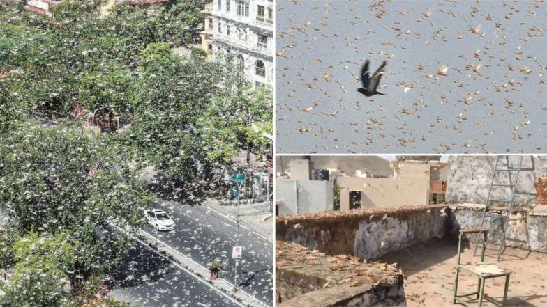 Locust Swarm Attacks: మిడతల దాడిపై అధికారులు అలర్ట్, వాటిని చంపేందుకు రంగం సిద్ధం, ఇవి పొలంపై వాలాయంటే అంతే సంగతులు