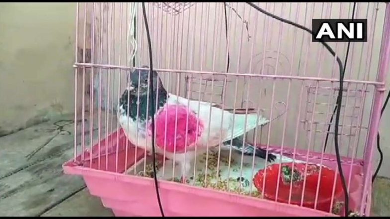 Pakistani 'Spy' Pigeon: సరిహద్దుల్లో అనుమానాస్పదంగా గూఢాచారి పావురం, పాకిస్థాన్‌ గూఢచార కపోతంగా నిర్థారించిన కథువా జిల్లా ఎస్పీ శైలేంద్రమిశ్రా, ఆర్మీ అధికారులకు అప్పగింత