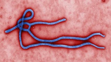 New Ebola Virus: ఓవైపు కరోనా..మరోవైపు ఎబోలా, కాంగోలో ఎబోలా వైరస్ దెబ్బకు నలుగురు మృతి, 11సార్లు కాంగోలో వ్యాధి విజృంభణ, ఆందోళన వ్యక్తం చేసిన డబ్ల్యూహెచ్‌ఓ