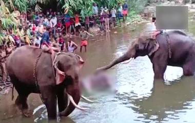 Animal Abuse in Kerala: ఏనుగుతో పాటు కడుపులో బిడ్డను చంపేశారు, బాణసంచా కూర్చిన పైనాపిల్‌ తిని కేరళలో ఏనుగు మృతి, ఎఫ్‌‌ఐఆర్ నమోదు