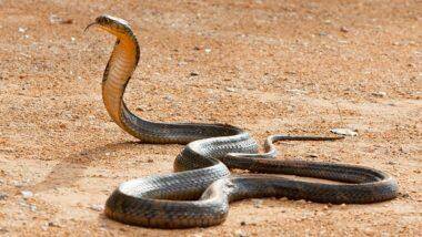 Snake Enters Man's Pants: నిద్రలో మనిషి ఫ్యాంటులో దూరిన పాము, ఏకంగా ఏడు గంటల పాటు నరకం చూపించింది, ఉత్తరప్రదేశ్‌లో మీర్జాపూర్‌ జిల్లాలో భయంకరమైన సంఘటన