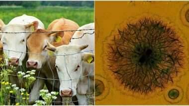 Brucellosis Disease: చైనాలో మళ్లీ వేల మందికి కొత్త వైరస్, జ్వరం, కీళ్ల నొప్పులు, తలనొప్పి, అవయవాల వాపు, సంతాన సాఫల్యతలకు కారణమవుతున్న బ్రూసిల్లోసిస్‌ బ్యాక్టీరియా, జంతువుల ద్వారా వ్యాప్తి