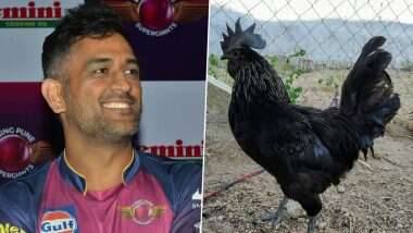 MS Dhoni Set for Poultry Farming: నల్ల కోళ్ల వ్యాపారంలోకి ధోనీ, రెండు వేల కోడి పిల్లలను కొనుగోలు చేసిన ధోని బృందం, రాంచీలోని ఫాంహౌజ్‌లో ఆర్గానిక్‌ పౌల్ట్రీ పరిశ్రమను నెలకొల్పేదిశగా అడుగులు