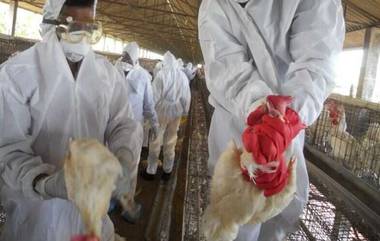 Bird Flu Outbreak: తొమ్మిది రాష్ట్రాల్లో హై అలర్ట్, వేల సంఖ్యలో కోళ్లు మృత్యువాత, మరిన్ని రాష్ట్రాలకు విస్తరించేందుకు రెడీ అవుతున్న బర్డ్ ఫ్లూ, అన్ని రాష్ట్రాలు అలర్ట్‌గా ఉండాలని కోరిన కేంద్రం