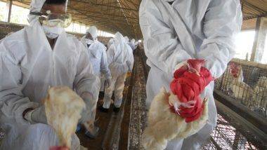 Bird Flu Scare: ముంచుకొస్తున్న బర్డ్ ఫ్లూ వైరస్ ముప్పు, నాలుగు రాష్ట్రాల్లో హైఅలర్ట్, నాన్ వెజ్ అమ్మకాలు, ఎగుమతులపై హిమాచల్ ప్రదేశ్‌లో నిషేధం, ఇన్‌ఫెక్షన్‌తో వేల సంఖ్యలో పక్షులు మృతి