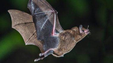 New Coronaviruses in Bats: మళ్లీ చైనాలోనే..గబ్బిలాల్లో కొత్త కరోనావైరస్, గబ్బిలాల జాతుల నుంచి 24 కొత్త క‌రోనా వైర‌స్ జీనోమ్‌ల‌ను గుర్తించిన‌ట్లు తెలిపిన చైనా శాస్త్రవేత్తలు