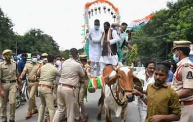 Damodar Rajanarasimha: ఎడ్ల బండిపై నుంచి కిందపడిన కాంగ్రెస్ సీనియర్ నేత దామోదర రాజనర్సింహ, కాలికి స్వల్ప గాయం, పెట్రోల్, డీజిల్ ధరల పెంపుకు వ్యతిరేకంగా రాష్ట్ర వ్యాప్తంగా నిరసనలు చేపట్టిన కాంగ్రెస్