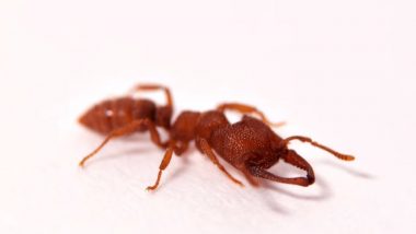 Ants Crawling on Covid Patient Face: కరోనా రోగిపై దాడి చేసిన చీమలు, విపరీతంగా కుట్టడంతో వాచిపోయిన ముఖం, ఘటనపై విచారణకు ఆదేశించినట్లు తెలిపిన ఆస్పత్రి సూపరెంటెండెంట్‌ రంజన్ అయ్యర్