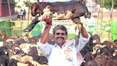 Sheep Distribution in Telangana: తెలంగాణలో నేటి నుంచి రెండో విడత గొర్రెల పంపిణీ, కరీంనగర్‌ జిల్లా జమ్మికుంటలో లాంఛనంగా ప్రారంభించనున్న పశు సంవర్ధకశాఖ మంత్రి తలసాని శ్రీనివాస్‌యాదవ్‌