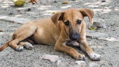 Stray Dog Attack: అంబర్ పేట ఘటన మరువక ముందే మరో ఘటన, రోడ్డుపై పోతున్న వారిని ఇష్టమొచ్చినట్లుగా కరుచుకుంటూ పోయిన వీధి కుక్క, 10 మందికి తీవ్ర గాయాలు