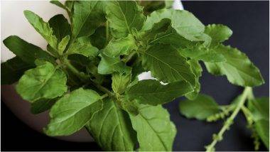 Basil Benefits: తులసి ఆరోగ్యానికి చేసే మేలు తెలుసుకుంటే ఆశ్చర్యపోతారు, తుల‌సి ఆకుల్లో ఎన్నో ఔషధ గుణాలు, తులసి ఆకుల ప్రయోజనాలు, తులసి చెట్టు ఔషధ గుణాల గురించి ఓ సారి తెలుసుకుందాం