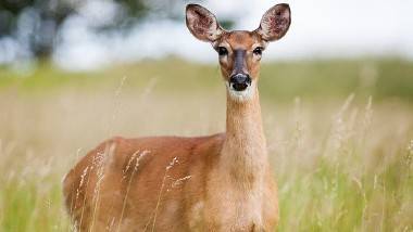 Deer Tested COVID Positive: అమెరికాలో జింకకు కరోనావైరస్, ప్రపంచంలోనే తొలికేసు, అడవి తెల్ల తోక జింకకు కొవిడ్-19 వైరస్ సోకిందని వెల్లడించిన అమెరికా వ్యవసాయ శాఖ