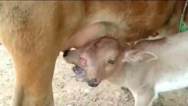 Calf Born with 2 Heads and 3 Eyes: రెండు తలలు, మూడు కళ్లతో జన్మించిన బుల్లి లేగదూడ, దుర్గామాత అవతారమంటూ కొలుస్తున్న జనాలు