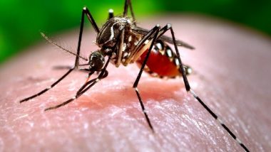 Dengue: మళ్లీ మరో ముప్పు, కరోనాకు తోడైన డెంగ్యూ, ఢిల్లీలో తొలి మరణం, దేశ రాజధానిలో ఈ ఏడాది 720కి పైగా డెంగీ కేసులు నమోదు