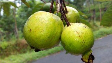 Guava Benefits: జామకాయ తింటున్నారా, అయితే తప్పకుండా తెలుసుకోవాల్సిన విషయాలు ఇవే, మలబద్ధకానికి జామకాయే దివ్య ఔషధం..