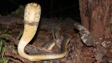 Snake Bite On Genitals: పురుషాంగాన్ని కాటేసిన నాగుపాము, నొప్పితో విలవిలలాడిపోయిన బాధితుడు, దక్షిణాఫ్రికాలో షాకింగ్ ఘటన వెలుగులోకి