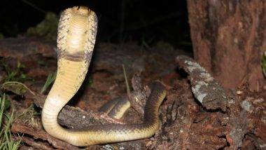 King Cobra Died After Biting Man: ఫుల్లుగా తాగి ఉన్న వ్యక్తికి కాటేసి చనిపోయిన కింగ్ కోబ్రా, రెండు సార్లు కాటేసినా నిక్షేపంగా ఉన్న వ్యక్తి, చనిపోయిన పాముతో ఆస్పత్రికి వెళ్లడంతో షాకైన సిబ్బంది