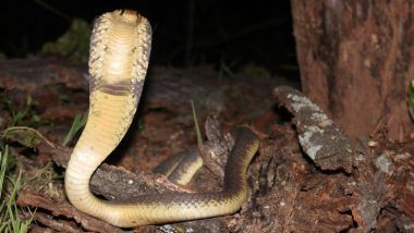 Naga Panchami: ఆగష్టు 2న నాగ పంచమి పర్వదినం, ఆ రోజు చేయాల్సిన పుణ్య కార్యాలు ఇవే, మీ కోరికలు తీరాలంటే ఇలా చేసి చూడండి..