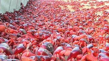 Red Crabs: గుండె ఝలదరించే వీడియో, రోడ్డు మీద లక్షలాది ఎర్ర పీతలు, వీటి దెబ్బకు రహదారులన్నీ మూసివేత, ఇళ్లలోనే ఉండిపోయిన జనాలు