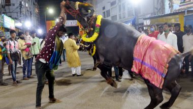 Sadar Festival: సదర్ ఉత్సవాలకు సర్వం సిద్ధం, హైదరాబాద్‌లో సందడి చేయనున్న కోట్ల రూపాయల దున్నపోతులు.