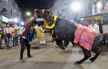 Sadar Festival: సదర్ ఉత్సవాలకు సర్వం సిద్ధం, హైదరాబాద్‌లో సందడి చేయనున్న కోట్ల రూపాయల దున్నపోతులు.