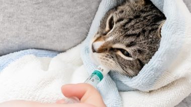 Woman Breastfeeding Cat: విమానంలో వింత ఘటన, పిల్లికి తన పాలును పట్టించిన మహిళ, ఆశ్చర్యంగా చూసిన విమాన సిబ్బంది, ప్రయాణికులు, డెల్టా ఫ్లైట్‌ 1360లో ఘటన