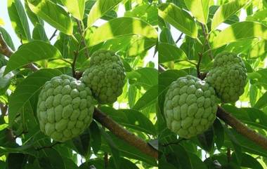 Custard Apple Leaves: సీతాఫ‌లం ఆకులతో షుగర్ వ్యాధికి చెక్‌, ఇంకా ఎటువంటి అనారోగ్యాలు న‌యం అవుతాయో తెలిస్తే ఆశ్చర్యపోతారు, డాక్టర్లు ఆశ్చర్చపోయే అద్భుతం...