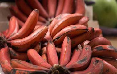 Red Banana Benifits: ఎర్రటి అరటి పండు ప్రయోజనాలు తెలిస్తే షాక్ తింటారు, శాస్త్రవేత్తలు చెబుతున్న అసలైన నిజాలు ఇవే, రోజు ఒక అరటి పండును తింటే కలిగే ప్రయోజనాలు ఇవే..