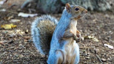 Squirrel Attack: సైకోలా మారిన ఉడుత, ఏకంగా 18 మందిని దొరికిన చోటల్లా కరుచుకుంటూ పోయింది, చివరకు దాన్ని శాశ్వత నిద్రలోకి పంపిన అధికారులు, యూకేలో ఘటన