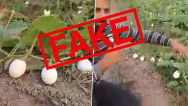 Eggs Growing on Plants in Pakistan: కోడిగుడ్లు పండిస్తున్న మొక్కలు, పాకిస్తాన్‌లో వైరల్ వీడియో, ఇందులో నిజమెంత..?