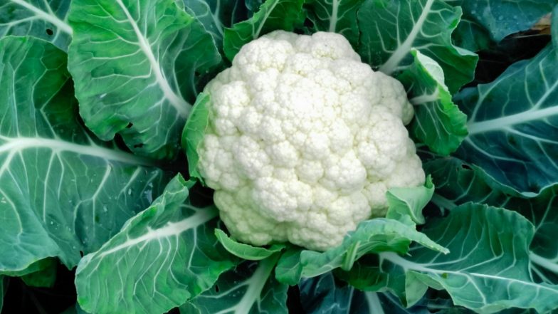 Effects of Eating Cauliflower: క్యాలీఫ్లవర్ తినడం వల్ల కలిగే దుష్పలితాలు ఏంటో తెలుసా, ఈ లక్షణాలు ఉన్నవాళ్లు క్యాలిఫ్లవర్ తింటే ఎంత ప్రమాదమో తెలిస్తే షాక్ తింటారు.. Effects of Eating Cauliflower: క్యాలీఫ్లవర్ తినడం వల్ల కలిగే దుష్పలితాలు ఏంటో తెలుసా, ఈ లక్షణాలు ఉన్నవాళ్లు క్యాలిఫ్లవర్ తింటే ఎంత ప్రమాదమో తెలిస్తే షాక్ తింటారు..