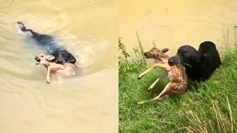 Pet Dog Rescues Baby Deer Video: నీటి ప్రవాహంలో కొట్టుకుపోతున్న జింక పిల్లను కాపాడిన కుక్క, వైరల్ వీడియో...