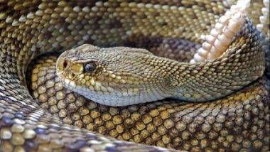 Man Found Dead With 125 Snakes: మనిషి మృతదేహం చుట్టూ 125 విషపూరిత పాములు, బిత్తరపోయిన యుఎస్ పోలీసులు, అతన్ని పాములే కాటు వేశాయా.. లేకపోతే ఎవరైనా హత్య చేశారా అనే కోణంలో విచారణ