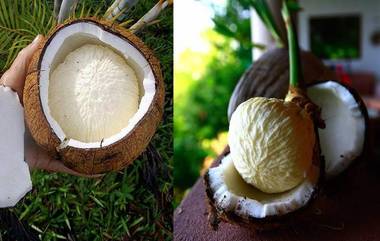 Coconut Flower: కొబ్బరికాయ పగలగొడితే అందులో పువ్వు వస్తే మంచిదేనా, అలా రావడం దేనికి సంకేతం ?