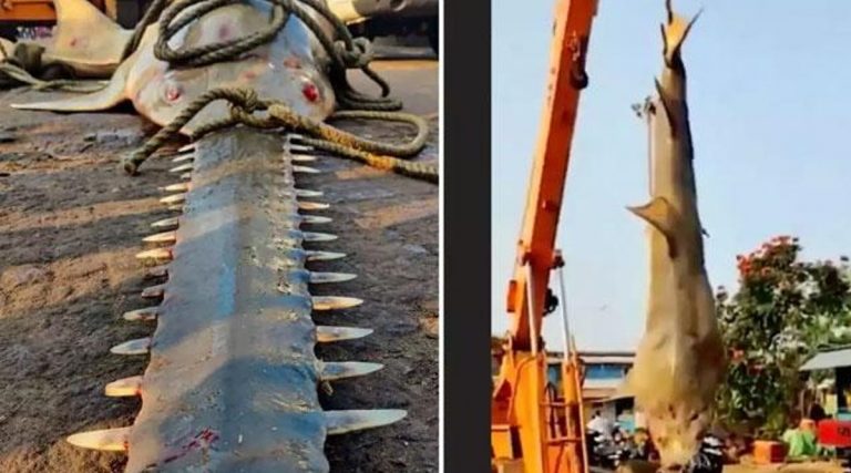 Carpenter Shark: ఈ చేపను చూస్తే ఎవరైనా వణికిపోవాల్సిందే, దీని నోరే 10 అడుగుల రంపంతో ఉంటుంది, కర్ణాటకలో ఉడుపిలో జాలరులకు చిక్కిన కార్పెంటర్ షార్క్