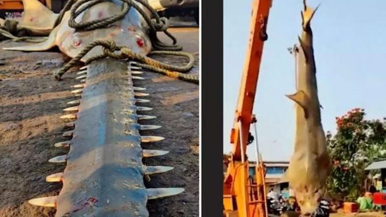 Carpenter Shark: ఈ చేపను చూస్తే ఎవరైనా వణికిపోవాల్సిందే, దీని నోరే 10 అడుగుల రంపంతో ఉంటుంది, కర్ణాటకలో ఉడుపిలో జాలరులకు చిక్కిన కార్పెంటర్ షార్క్