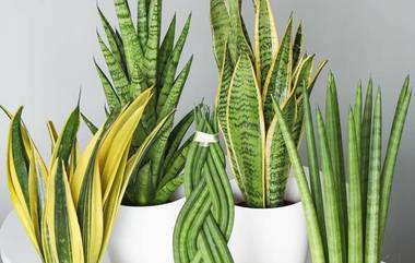 Best Indoor Plants for Clean Air: మీ గదిలో ఆక్సిజన్ విరివిగా లభించాలని కోరుకుంటున్నారా, అయితే ఈ మొక్కలు మీ గదిలో పెంచుకోండి..