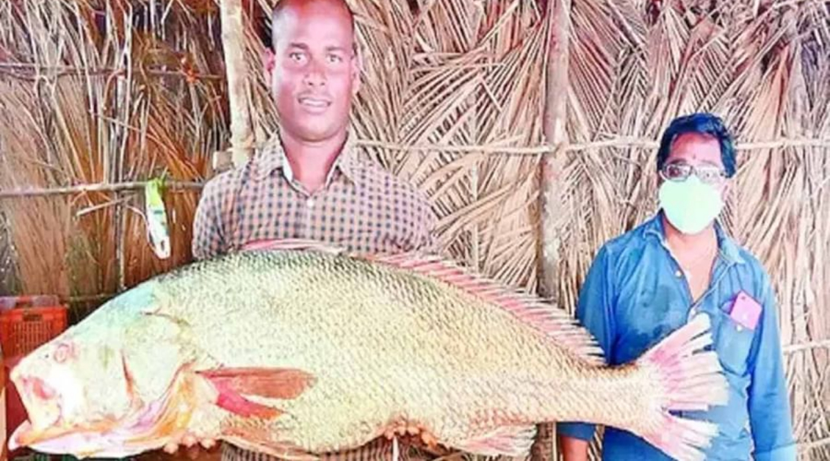 Rare Kachidi Fish Caught In AP: అంతర్వేది మత్స్యకారుడి వలలో చిక్కిన కచ్చిడి చేప, దీని ధర ఎంతో తెలిస్తే కళ్లు తిరగాల్సిందే, చైనాలో దీనికి ఫుల్ డిమాండ్..