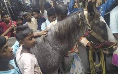 Horse in Train: రైలులో విపరీతమైన రద్దీ, అయినా తాపీగా గుర్రానికి తీసుకువెళ్లిన యజమాని, సోషల్ మీడియాలో ఫోటోలు వైరల్