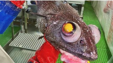 Mysterious Fish: ఇదేం చేపరా బాబోయ్, నరకం నుంచి నేరుగా భూమి మీదకు వచ్చిందా, అంటున్న నెటిజన్లు, చూస్తే ఆశ్చర్యపోతారు..
