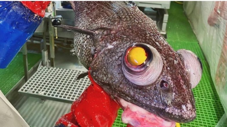 Mysterious Fish: ఇదేం చేపరా బాబోయ్, నరకం నుంచి నేరుగా భూమి మీదకు వచ్చిందా, అంటున్న నెటిజన్లు, చూస్తే ఆశ్చర్యపోతారు..