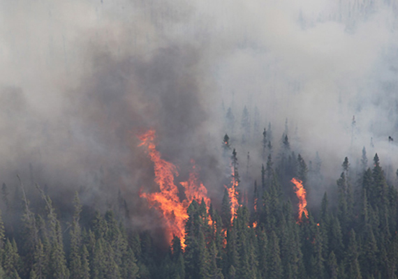 Forest Fire in J&K's Poonch: భారత్- పాక్ సరిహద్దుల వెంబడి పేలుతున్న ల్యాండ్మైన్లు, ఎగిసిపడుతున్న మంటలు, మూడు రోజులుగా కార్చిచ్చు ఆర్పేందుకు తీవ్రయత్నం, ఇప్పటికే పేలిన 12 ల్యాండ్మైన్లు Forest Fire in J&K's Poonch: భారత్- పాక్ సరిహద్దుల వెంబడి పేలుతున్న ల్యాండ్మైన్లు, ఎగిసిపడుతున్న మంటలు, మూడు రోజులుగా కార్చిచ్చు ఆర్పేందుకు తీవ్రయత్నం, ఇప్పటికే పేలిన 12 ల్యాండ్మైన్లు
