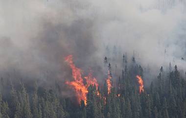 Forest Fire in J&K's Poonch: భారత్- పాక్ సరిహద్దుల వెంబడి పేలుతున్న ల్యాండ్‌మైన్లు, ఎగిసిపడుతున్న మంటలు, మూడు రోజులుగా కార్చిచ్చు ఆర్పేందుకు తీవ్రయత్నం, ఇప్పటికే పేలిన 12 ల్యాండ్‌మైన్లు