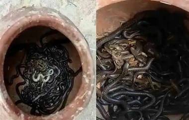 Black Cobras in Pot: ఒకే ఇంట్లో 90 బ్లాక్ కోబ్రాస్, మట్టికుండలో కుప్పలు కుప్పలుగా బయటపడ్డ పాములు, భయాందోళనలో గ్రామస్తులు, మనుషుల్ని తినే జాతికి చెందిన పాములు కావడంతో ఆందోళన